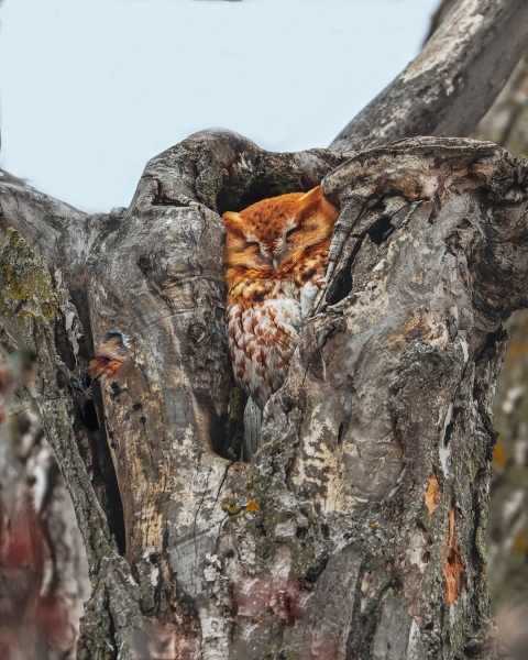 Screech-Owl-3.25.23-1824