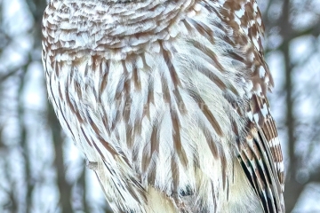 Barred-Owl-1.26.20.8-2