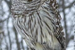 Barred-Owl