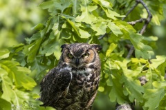 Horned-Owl