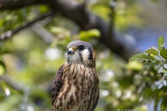 Kestrel
