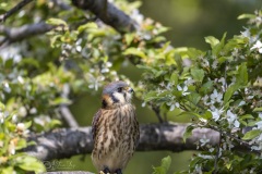 Kestrel