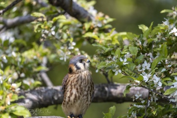 Kestrel