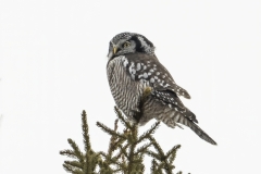 Northern-Hawk-Owl