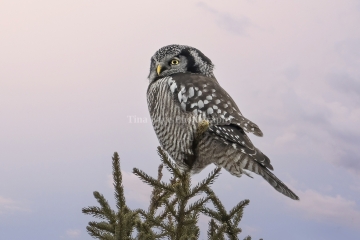 Northern-Hawk-Owl-2