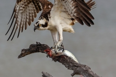 Osprey-1.31.23-6928