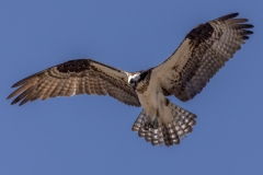 Osprey-4.26.25-4354