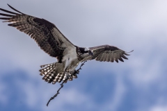 Osprey-6.26.24-8448
