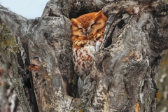 Screech-Owl-3.25.23-1824