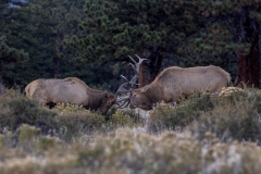 Rocky Mountain National Park