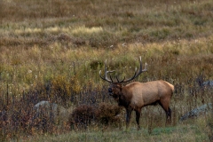 Bull-Elk-9.27.25-3757