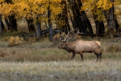 Bull-Elk-9.27.25-3822