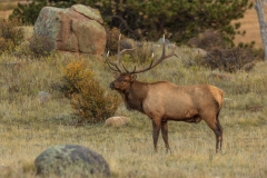 Bull-Elk-9.27.25-3932