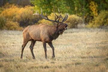 Bull-Elk-9.28.25-4148