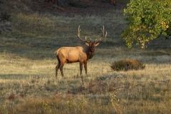 Bull-Elk-9.28.25-4334