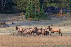 Elk-herd-9.28.25-4407