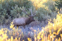 Bull-Elk-10.2.24-7294