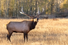 Bull-Elk-10.2.24-7556