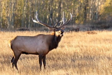 Bull-Elk-10.2.24-7556