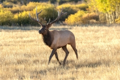 Bull-Elk-10.2.24-7686