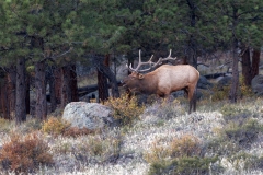 Bull-Elk-10.3.24-8559