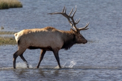 Bull-Elk-9.28.24-6158
