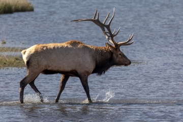 Bull-Elk-9.28.24-6158