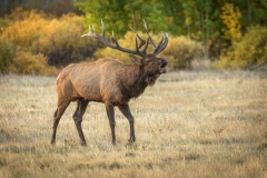 Bull-Elk-9.28.25-4148