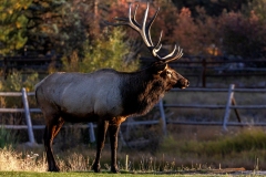 Bull-Elk-9.29.24-7135