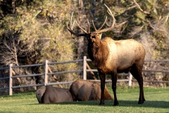 Bull-Elk-Smile-9.29.24-7226