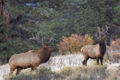 Bull-Elks-10.2.24-7782