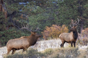 Bull-Elks-10.2.24-7782