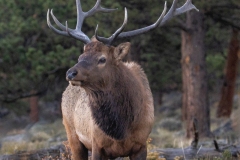 Bull-elk-10.2.24-7934