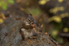 Chippy-9.27.25-3600