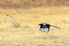 Magpie-9.28.25-4482