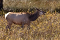 Piebald-Cow-Elk-9.28.24-6113