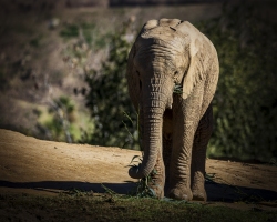 Baby-Elephany-1.20.22-8791