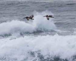 Brown-Pelicans-w-waves-1.16.22-7883