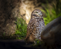 Burrowing-Owl-01.20.22-8781