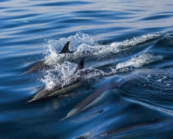 Common-Dolphins-1.18.22-8527