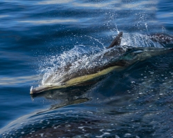 Common-Nose-Dolphin-1.18.22-8516