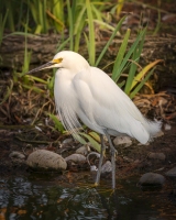 Egret-01.20.22-8833