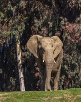 Elephant-1.21.22-8795