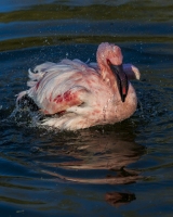 Flamingo-Bathing-1.20.22-8841