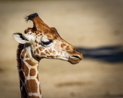 Giraffe-1.20.22-8803