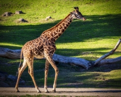 Giraffe-1.20.22-8815