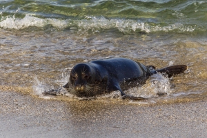 Seal-1.14.22-7387