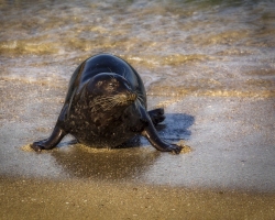 Seal-1.14.22-7388