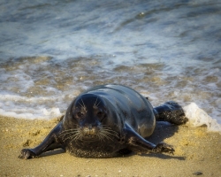 Seal-1.14.22-7389