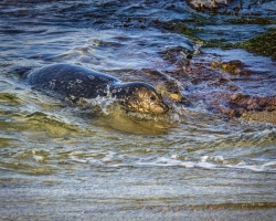 Seal-1.14.22-7418